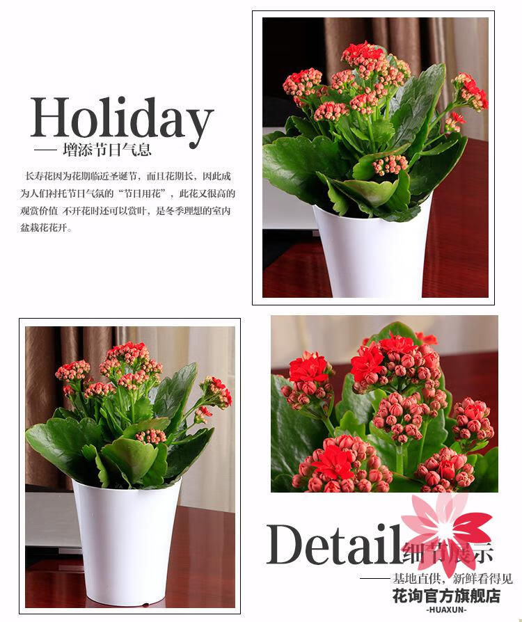 重瓣长寿花盆栽多肉植物四季长开室内阳台观花花卉绿植长寿花小苗金边