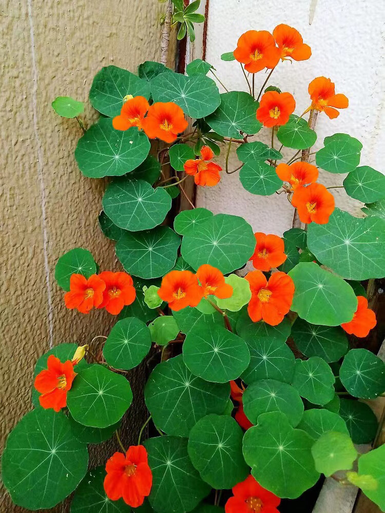 旱金莲花种子籽四季播种开花室内观赏植物种子室外易爆盆花卉盆栽