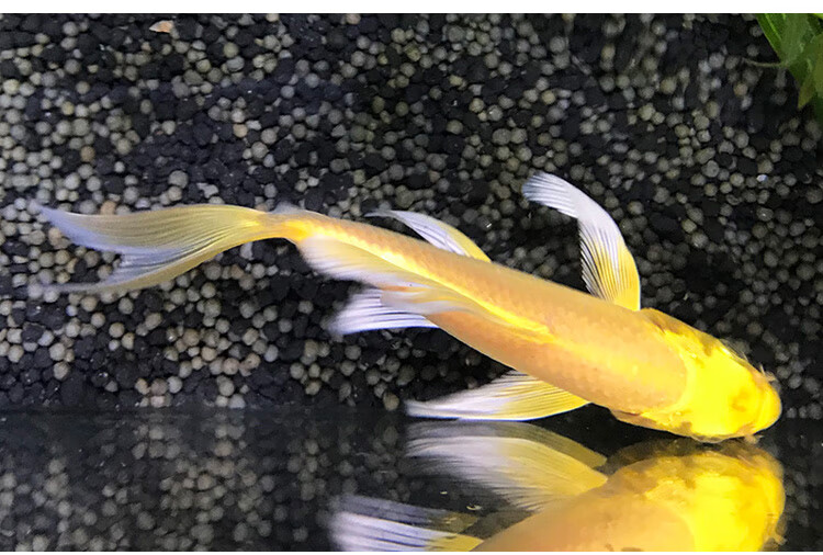 死亡包赔观赏金鱼活体小黄金锦鲤龙凤鱼放生鱼好养易活鱼金鲤鱼风水鱼