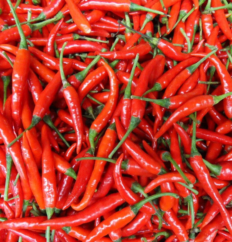 高产簇生辣椒种籽四季盆栽菜种香辣朝指天椒籽种孑 白玉米椒【5克】