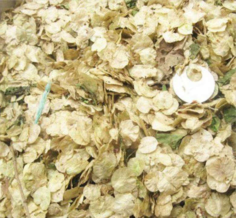 榆树种籽榆树墙种子榆树的种子白榆树种子榆树钱金叶榆榔榆种子 榆墙