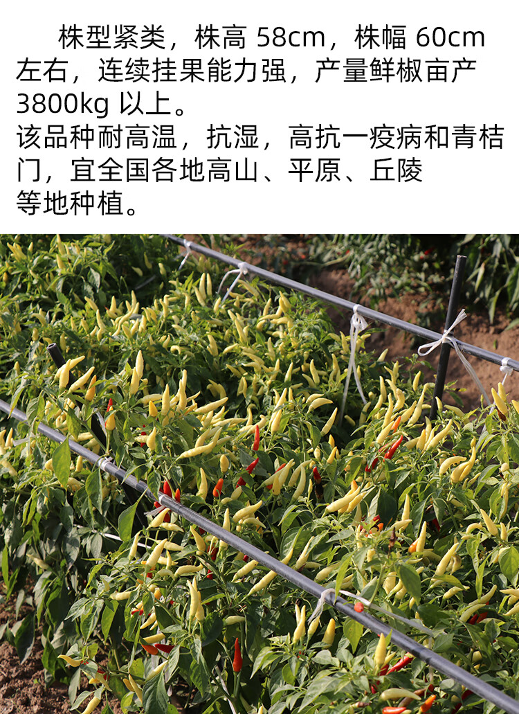 小米椒种籽子孑苗小米辣朝天椒辣椒特辣苗子苗秧幼春阳台盆栽四季小米