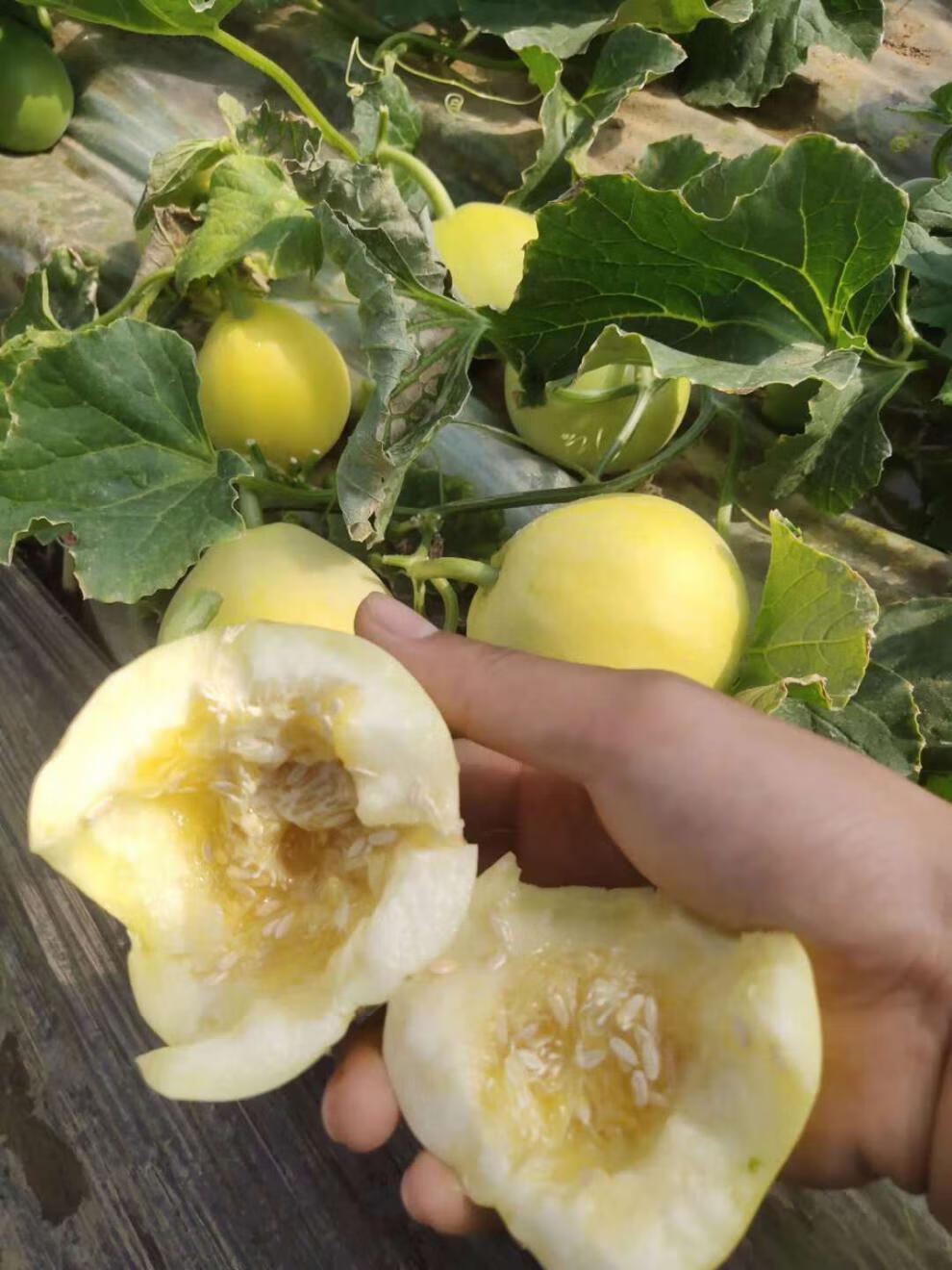 临沂黄金蜜瓜甜脆香瓜3斤应季新鲜水果非羊角蜜甜瓜农家自种批发