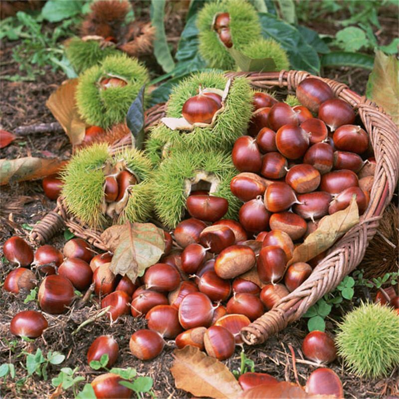 河北省承德市宽城县宽城满族自治县碾子峪镇艾峪口村板栗新鲜栗子 2.