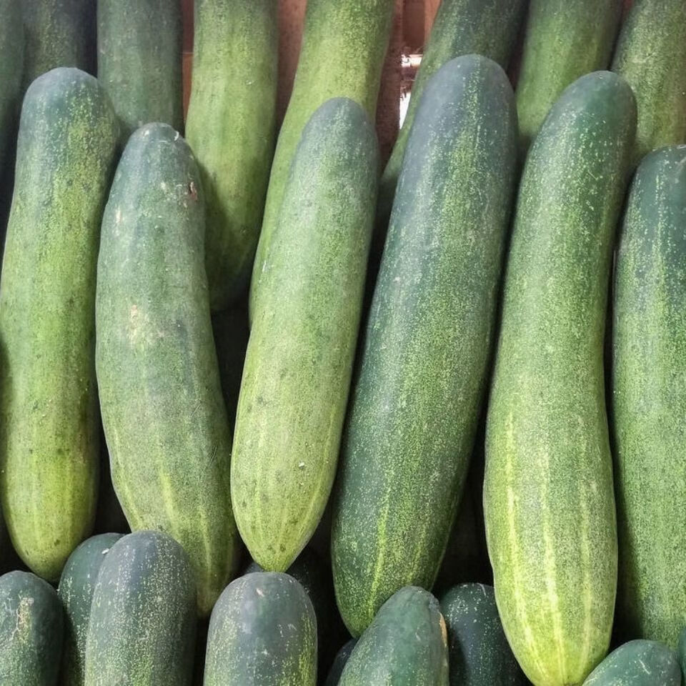 农家自种新鲜黄瓜青瓜土黄瓜吊瓜老黄瓜露天种植3斤老黄瓜纸箱装