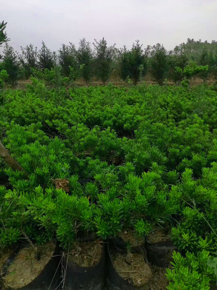 花姬正宗金鑽羅漢松綠鑽珍珠雀舌大型綠植客廳大樹苗扦插金鑽1525公分