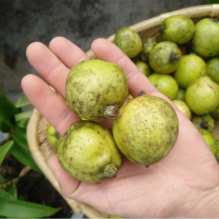 钦辰奕速发多依渣子果2斤云南临沧特产酸哆依果野生水果多衣果送单山3
