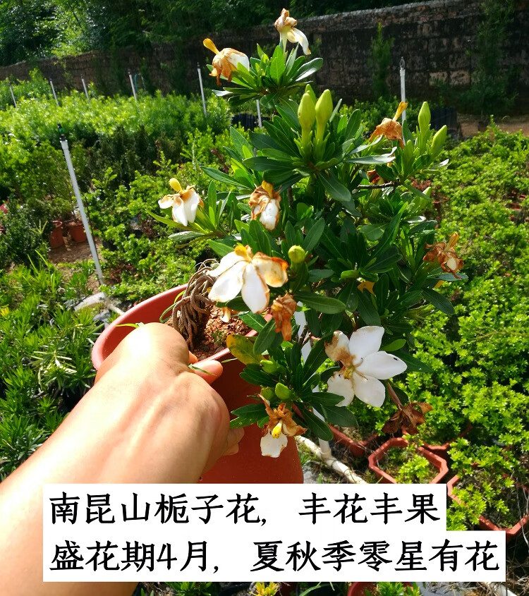 戀品惠達摩梔子花 喜黛譽 清譽 南崑山 一寸法師 水橫枝盆栽 喜黛譽