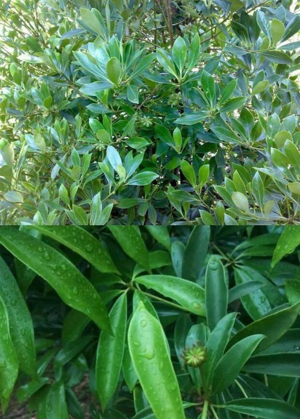 食用大料八角苗八角大料树 苗重庆八角树苗大茴香大料庭院四季种 3年