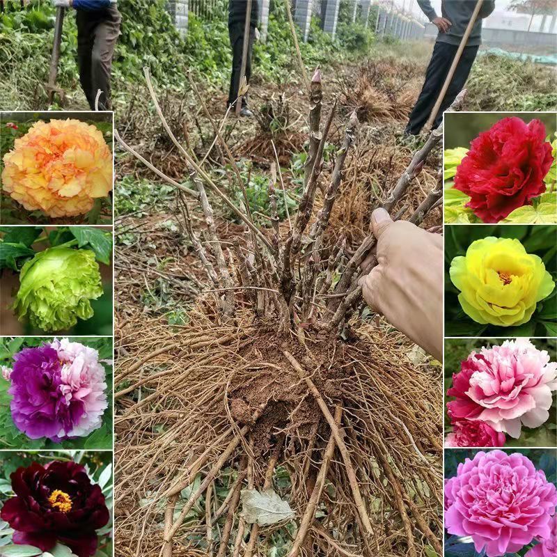 牡丹花苗正宗菏泽观赏大花重瓣花卉盆栽地栽庭院阳台植物四季好养【2