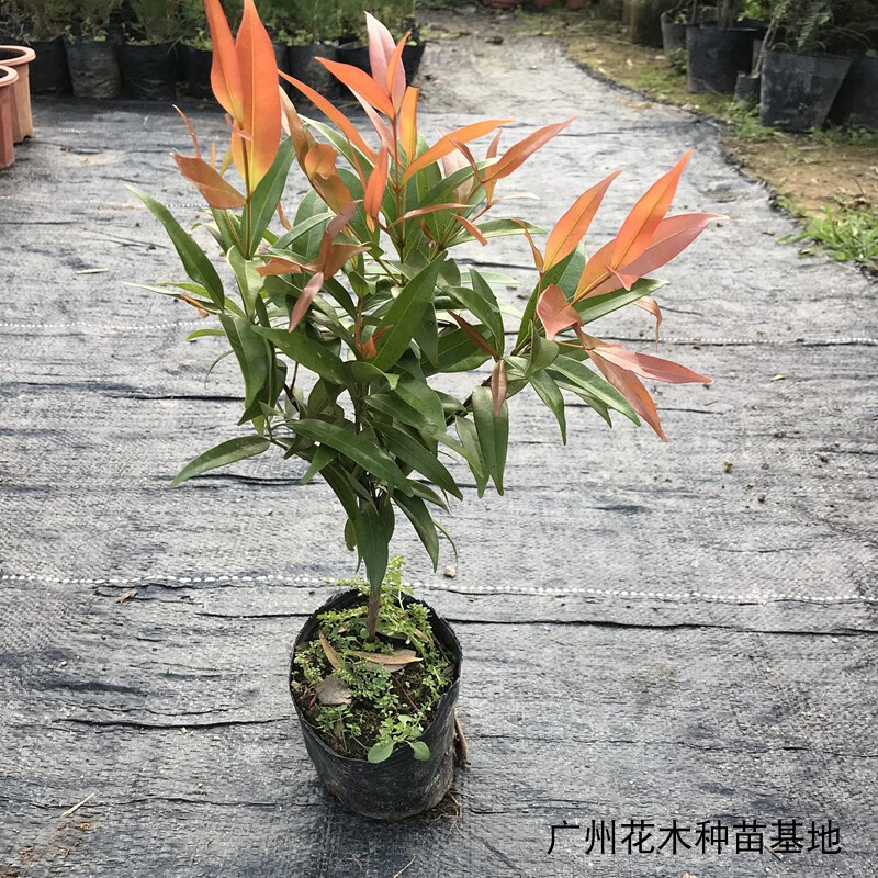 花姬四季常青树红车盆栽红芽多枝苗庭院绿化树小区观光灌木红车苗红车