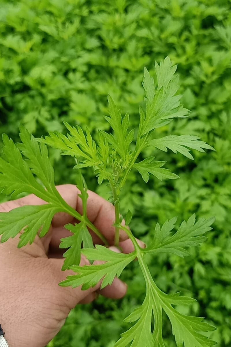 新鲜艾草食用艾叶野菜青团糍粑粑清明果嫩艾叶艾蒿艾米果现摘新鲜艾草