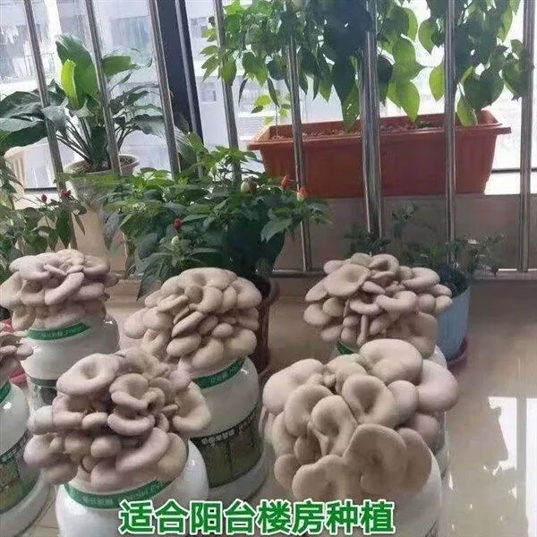 蘑菇菌种四季种植蘑菇菌包菌菇包阳台家庭室内平菇菌种秀珍菇一发三送