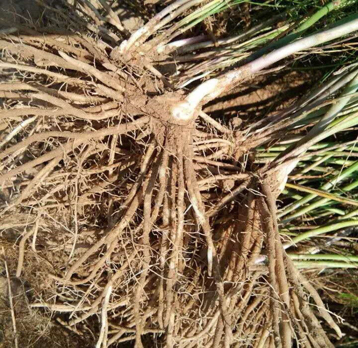 芦笋苗根芦笋苗食用蔬菜苗四季多年生阳台盆栽种植 -量大联系客服