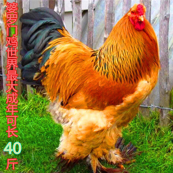 【店铺推荐】出售新品婆罗门鸡欧洲巨型鸡大体梵天鸡活体幼苗可长40斤