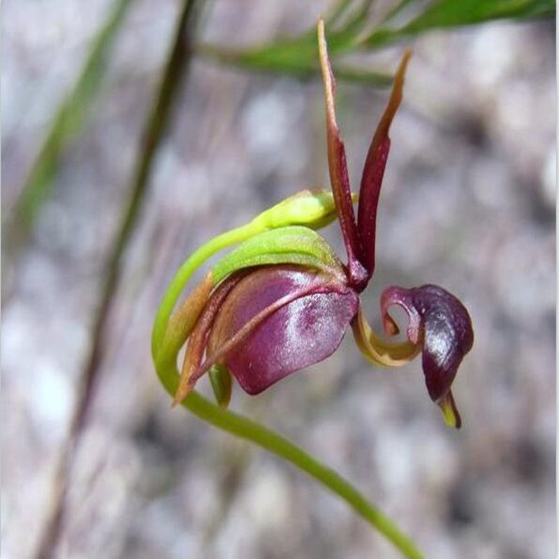 【年宵花卉】耐寒飞鸭球根兰四季开花室内盆栽阳台植物花卉盆栽 品种4