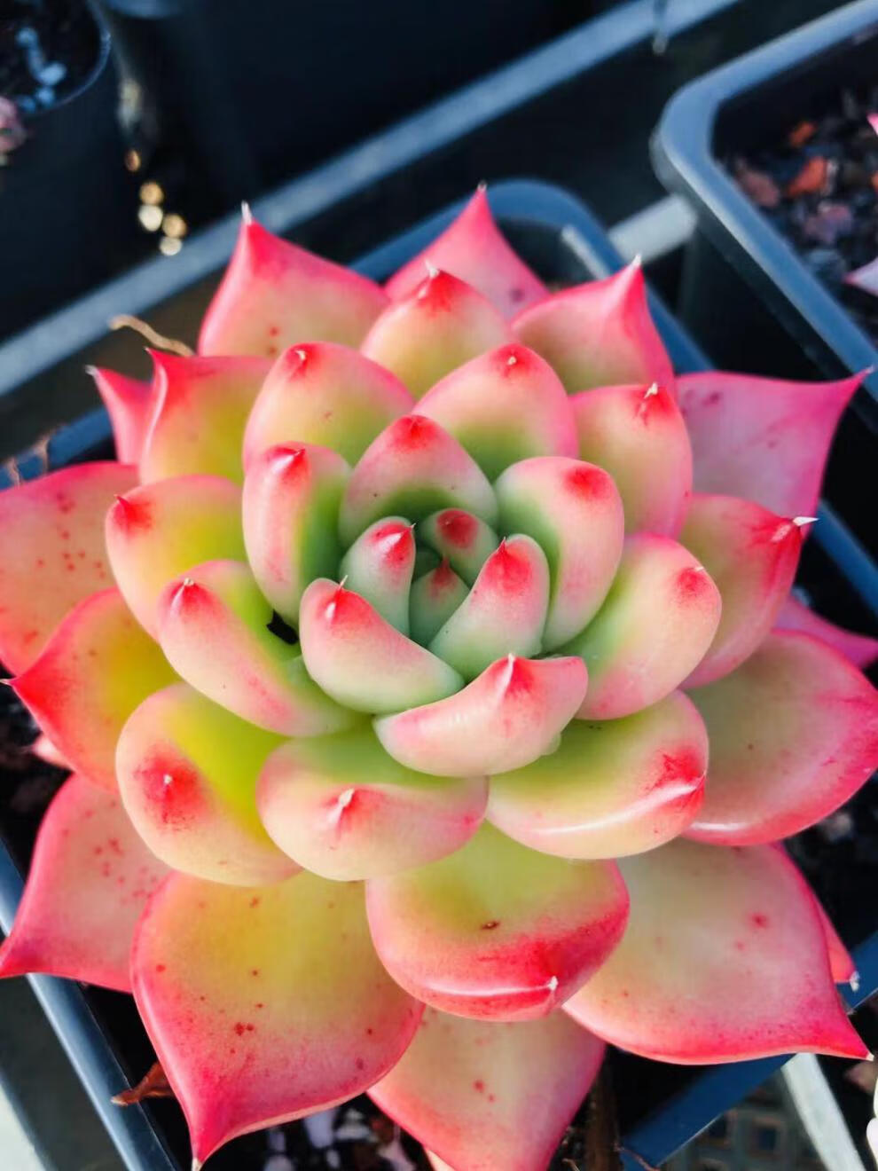 多肉植物 精品多肉植物 多肉植物老庄 多肉 现场直播 新品单头吉赛尔3