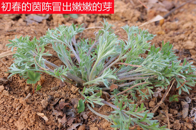 正月茵陈蒿白蒿苗茵陈草嫩芽野菜孕妇泡水新鲜现挖时令野菜净重半斤