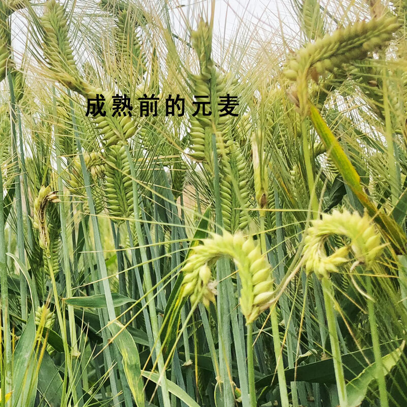 5斤靖江特产农家自种元麦粉 泰兴粯子粉大麦彩儿煮