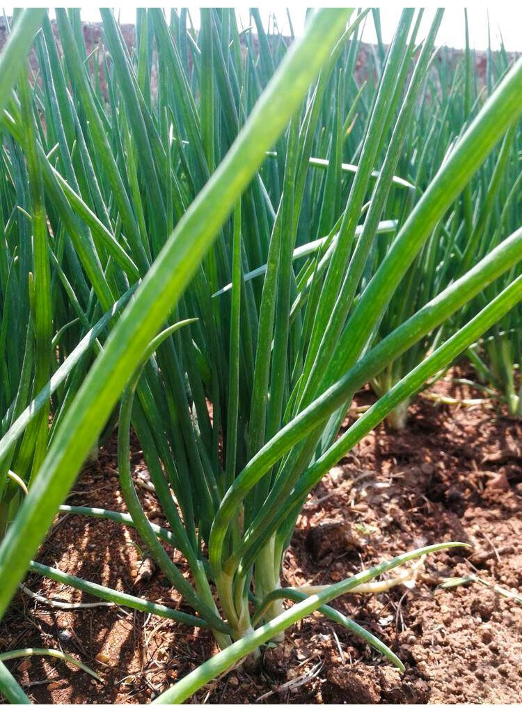 红根小香葱种子红葱头小香葱籽葱头葱种籽四季农家盆栽菜蔬菜种孑