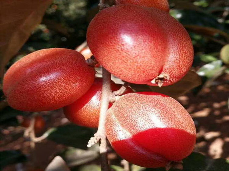 花姬 羊奶果苗特大果形 德甜二号 胡颓子苗胡秃子苗羊奶果树苗 羊奶果