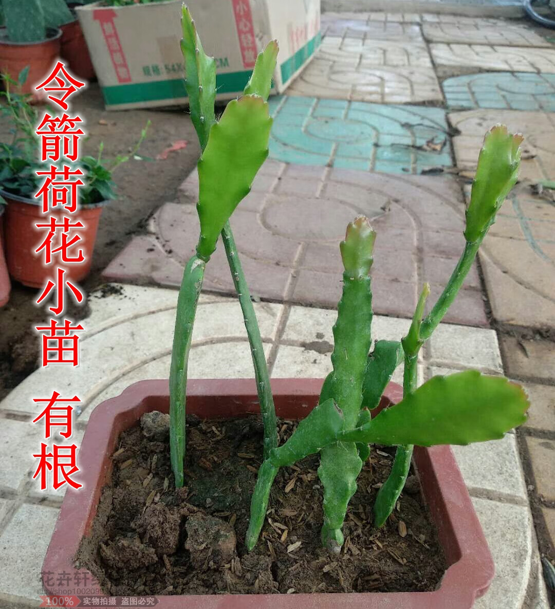 令箭荷花 盆栽花卉室內綠植 仙人掌多肉植物 葉片扦插苗 帶根發貨