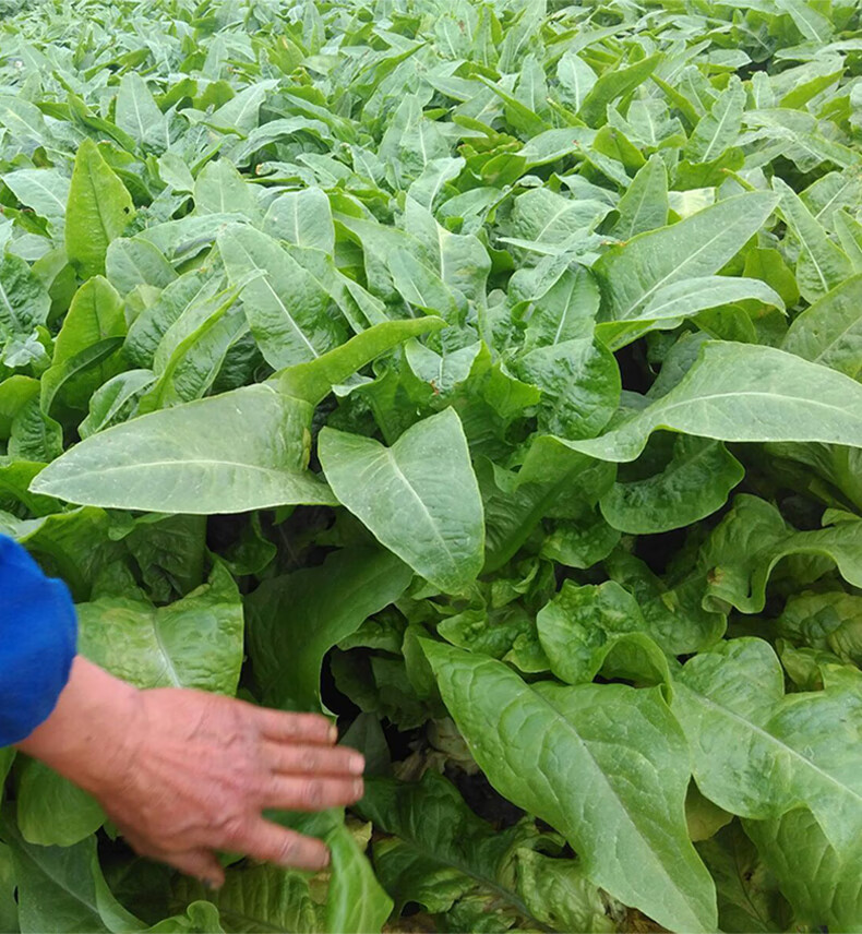 清雅 四季白尖叶莴笋种子莴苣 夏季耐热冬季耐寒 春秋蔬菜 蔬菜种子