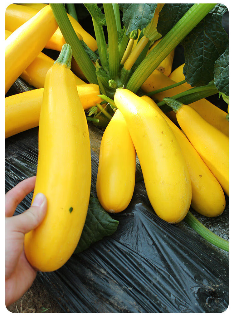 【精选现发】进口香蕉西葫芦种子水果型能生吃黄色双色西葫芦种籽四季