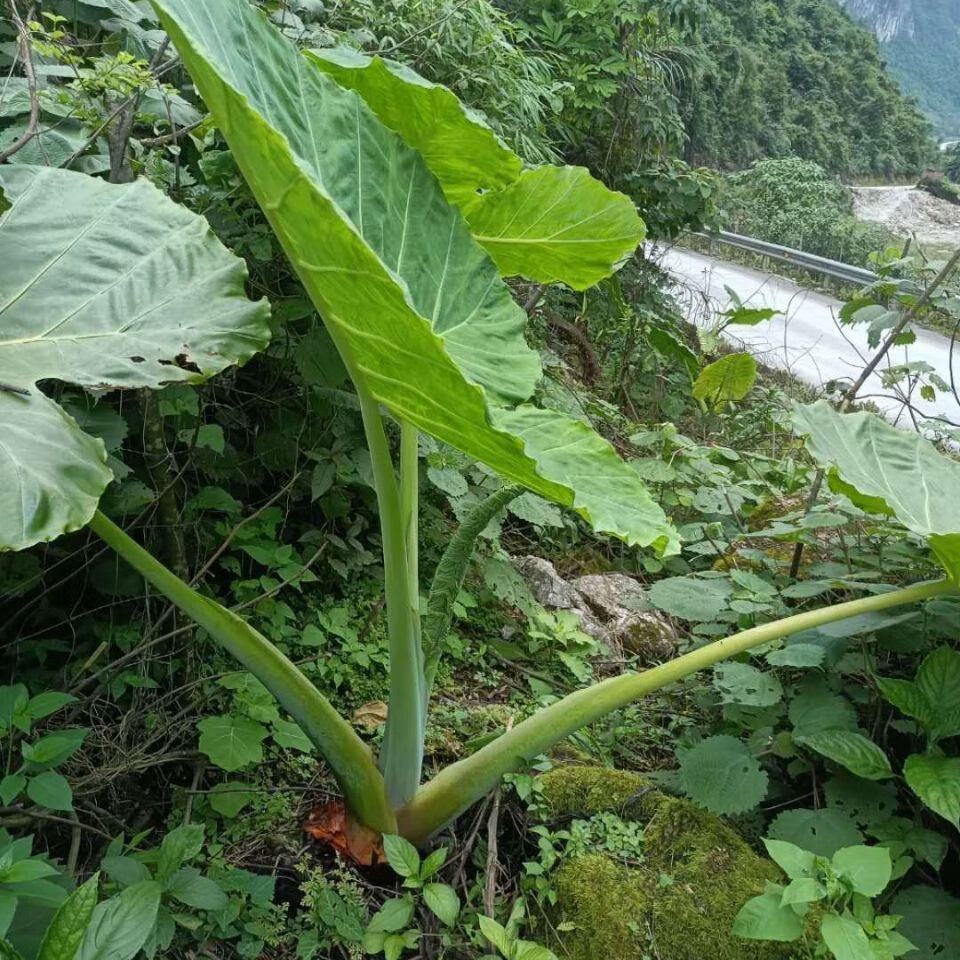 象耳芋 大野芋 大型常绿植种一颗长满一个院子 室内盆栽净化空气 桩四