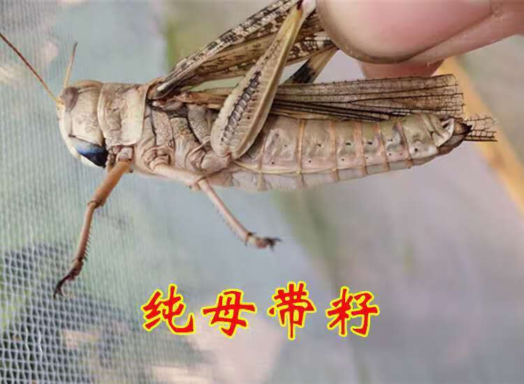 新鲜蝗虫蚂蚱带籽母蝗虫蚱蜢纯母去翅东亚飞蝗虫全母带籽蚂蚱去翅膀