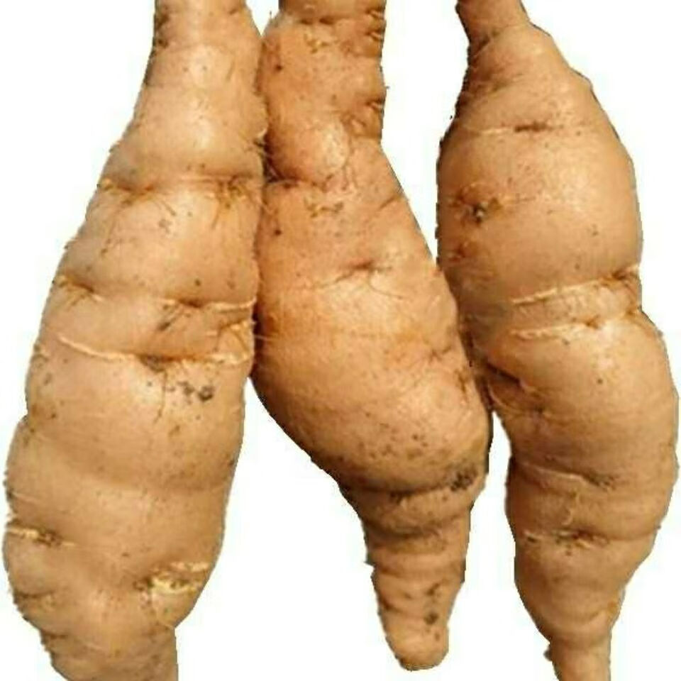 鲜地黄河南焦作怀地黄地黄根新鲜地黄种子生地黄现挖现发大个7到10个