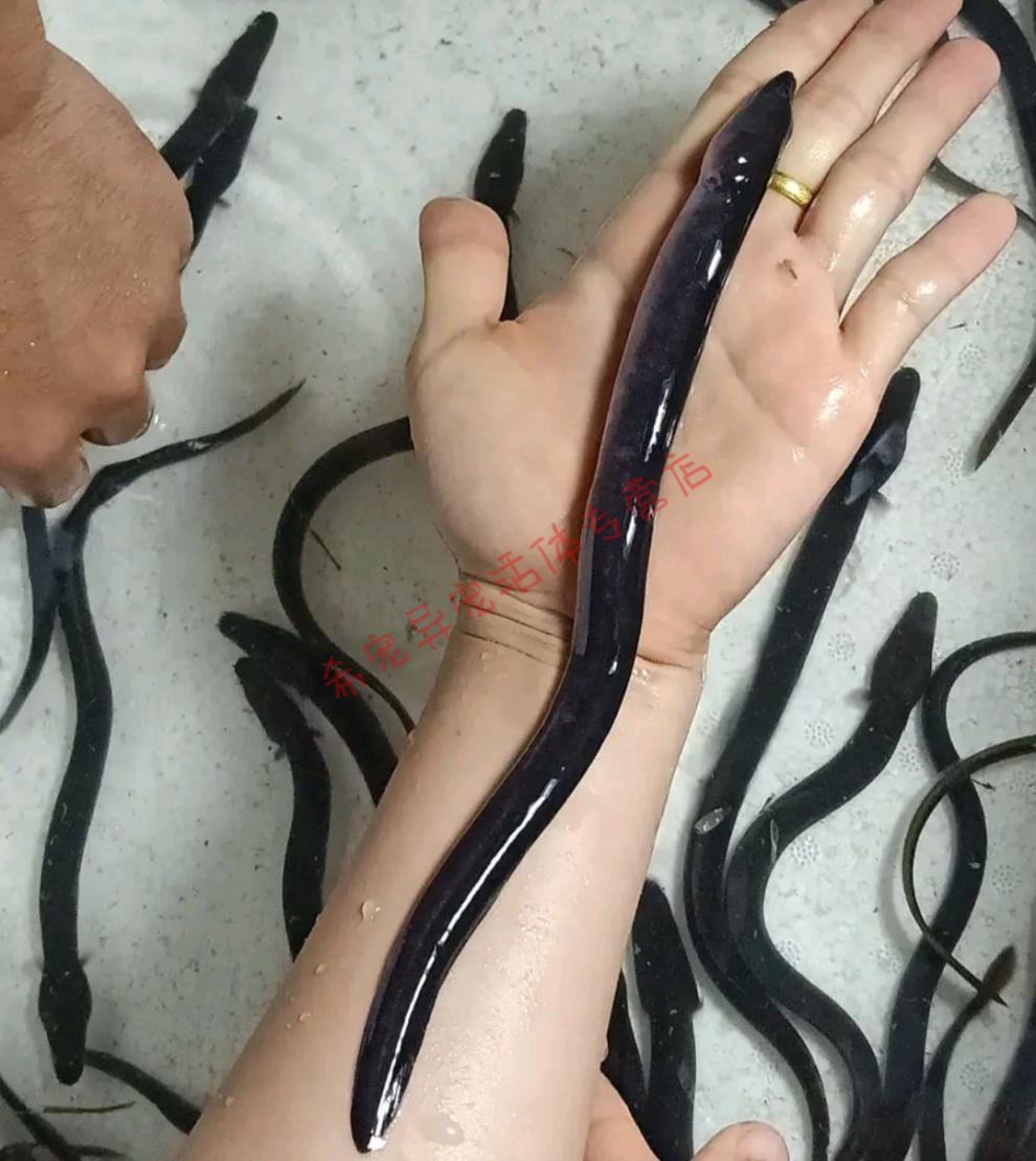 鳗鱼苗 白鳗鱼苗 白鳝 欧洲鳗 河鳗 包活全国发货淡水 25-30公分100尾