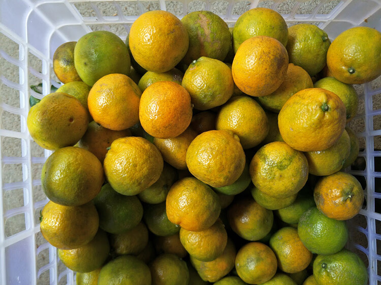 丽水温州特产瓯柑苦橘新鲜水果苦柑农家自种欧柑小果10斤 迷你小果 10