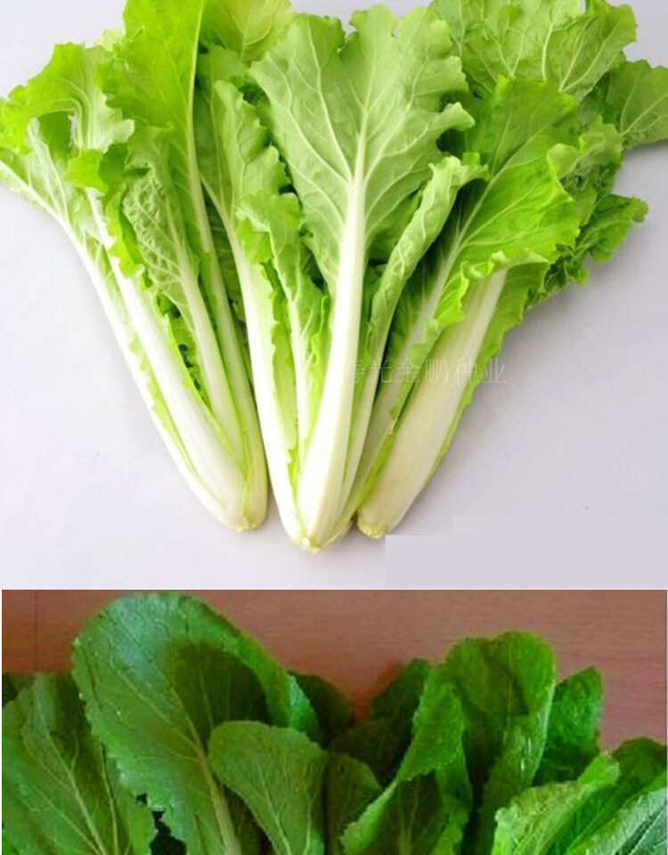 四季白帮白菜种籽青菜蔬菜四季叶菜庭院阳台大面积四季小白菜100克装