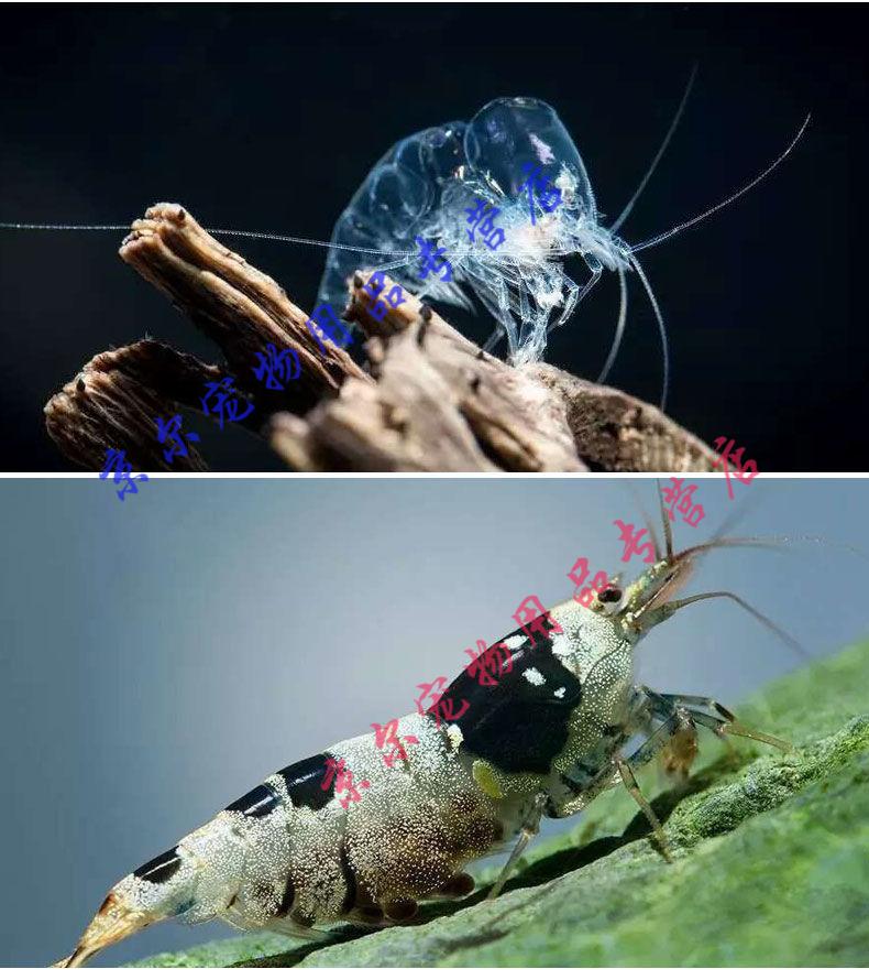 在家怎么养淡水虾 在家怎么养淡水虾苗
