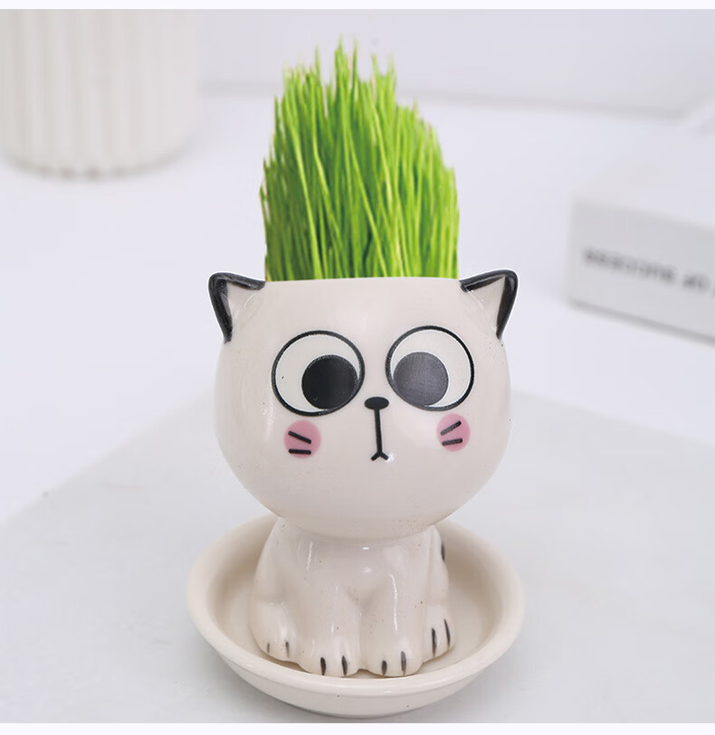 梓匠草头娃娃头上长草人小盆栽种植物浇水长头发迷你绿植儿童观察生长