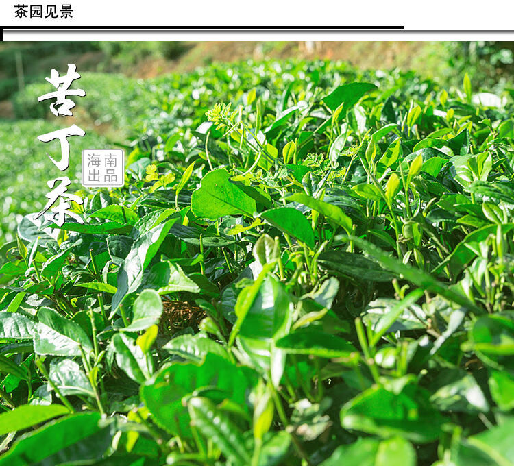 海·南白骨苦丁茶 特產大葉龍珠新茶 大分量裝 大葉苦丁茶250g(一包)