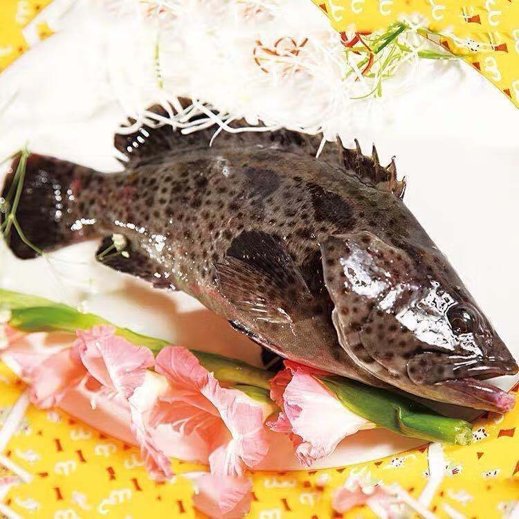 深海石斑鱼鲜活石斑鱼石斑鱼冷冻珍珠斑鱼龙胆老虎斑(1-2斤) 【顺丰】