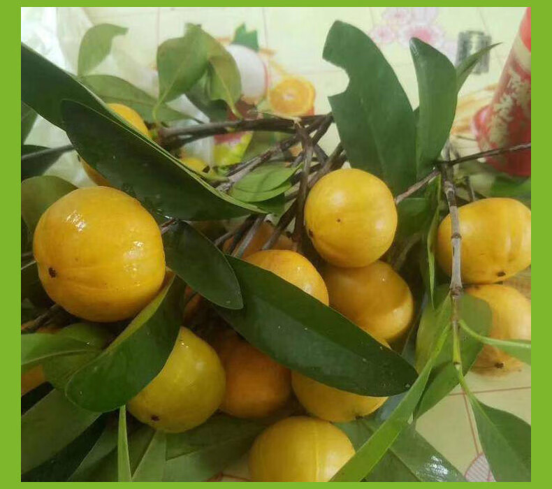 木繁 水无怜奈 岭南黄金山竹树嫁接苗盆栽泰国地栽庭院南方可种水果