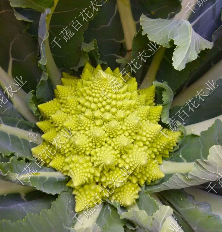 進口寶塔花菜種子羅馬花椰菜籽綠菜花佛頭花菜寶塔菜蔬菜種子 3克