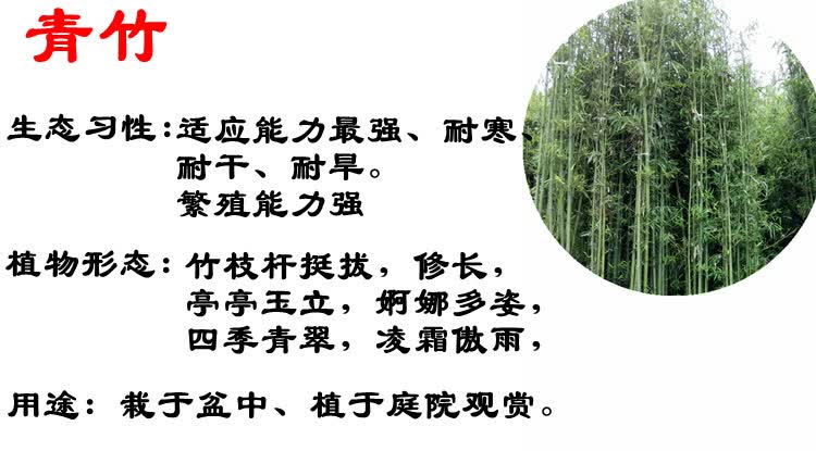 广州哪里有卖竹苗
