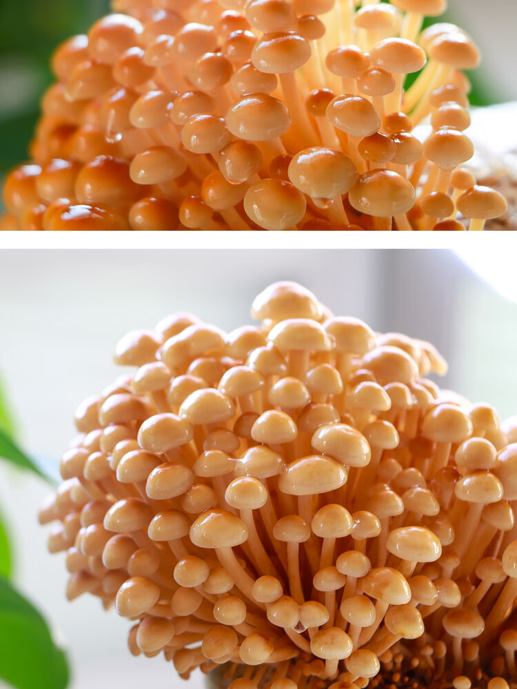 定制金针菇菌种菌包家庭种植食用蘑菇菌包平菇香菇菌种种植包菌菇包红