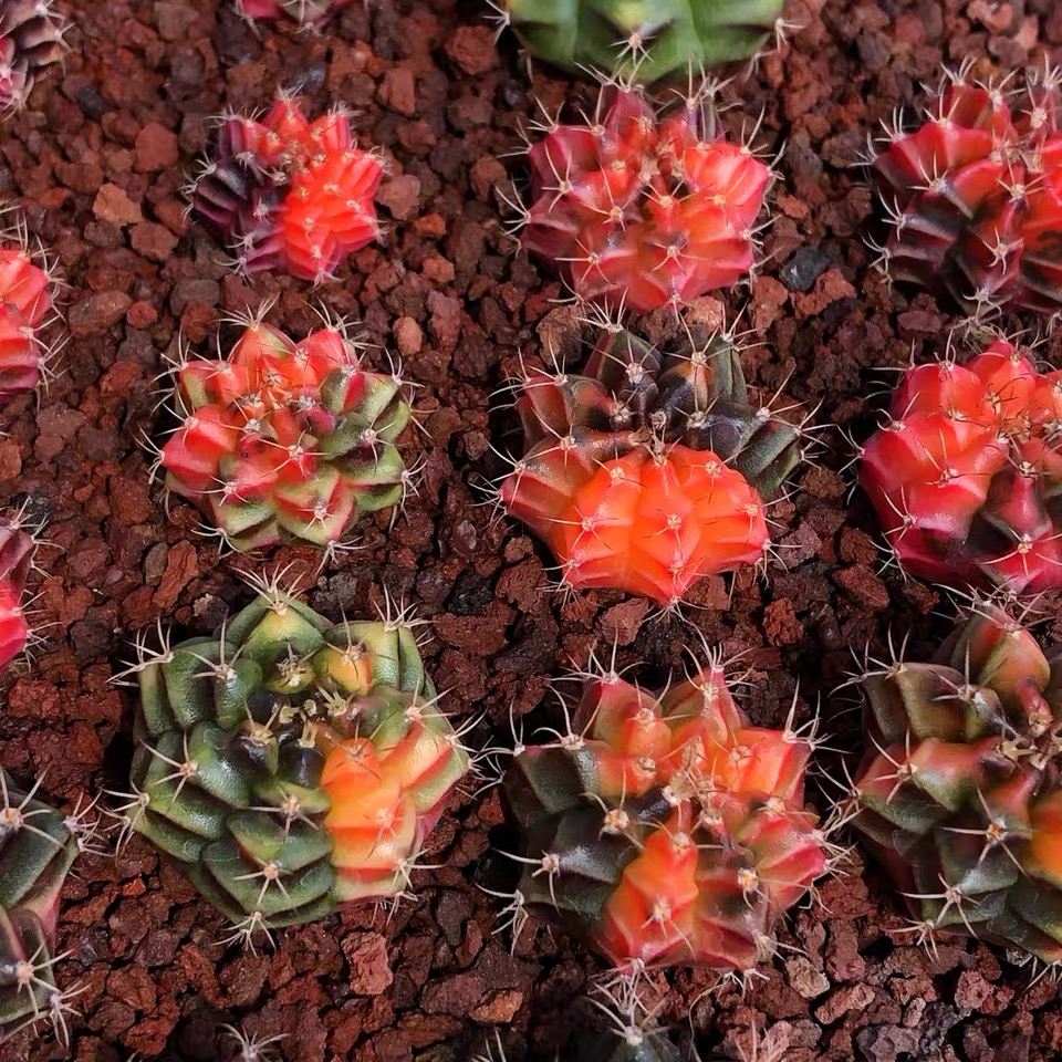 园艺 实生绯牡丹锦 精品开花仙人球多肉植物 实生绯牡丹锦2.
