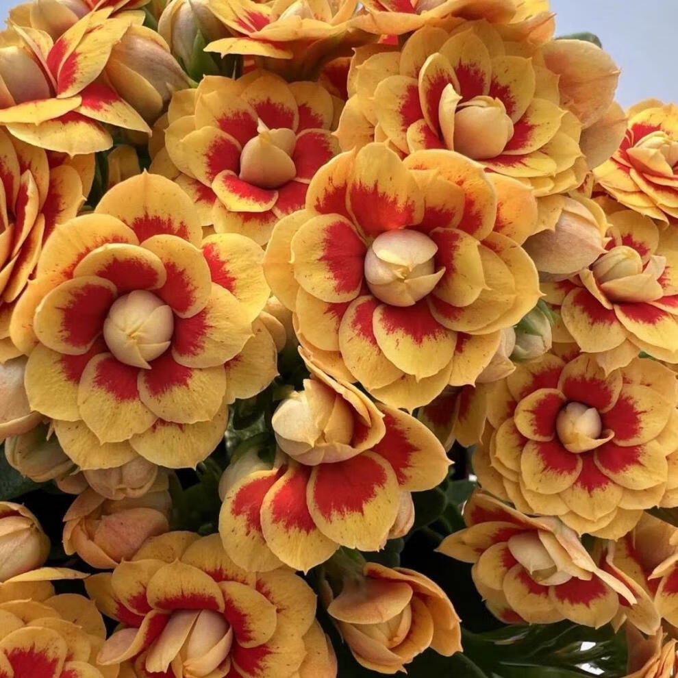 长寿花烟花盆栽大花重瓣绿植室内四季开花好养易活花卉 奔新农 紫水晶