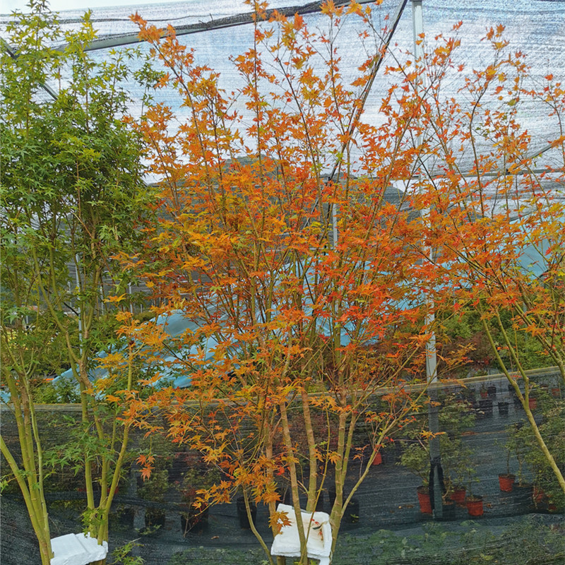 枫树红茜空彩叶红枫黄金枫庭院树盆栽丛生大苗鸡爪槭主树茜空10加仑
