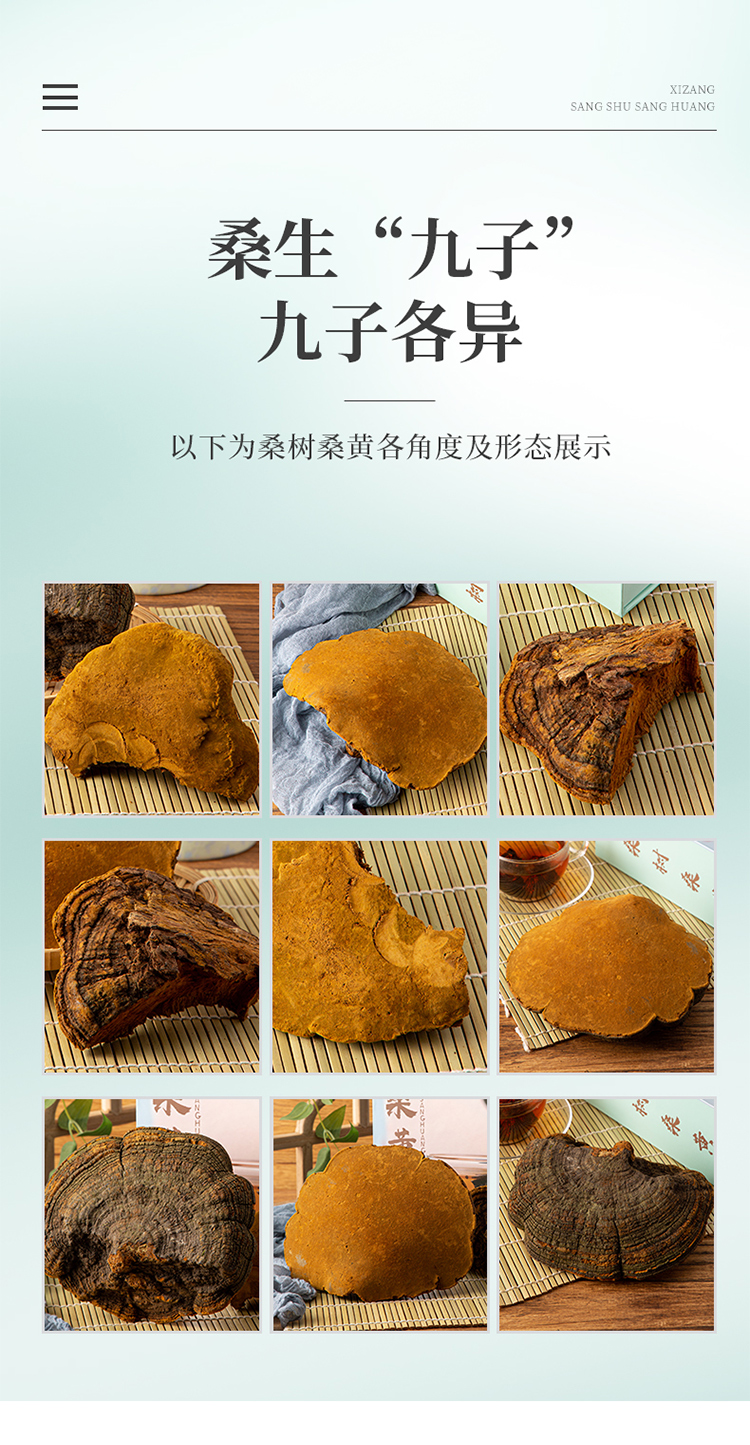 西藏桑黄菌桑树桑黄灵芝整枝桑黄搭配灵芝泡茶500克装