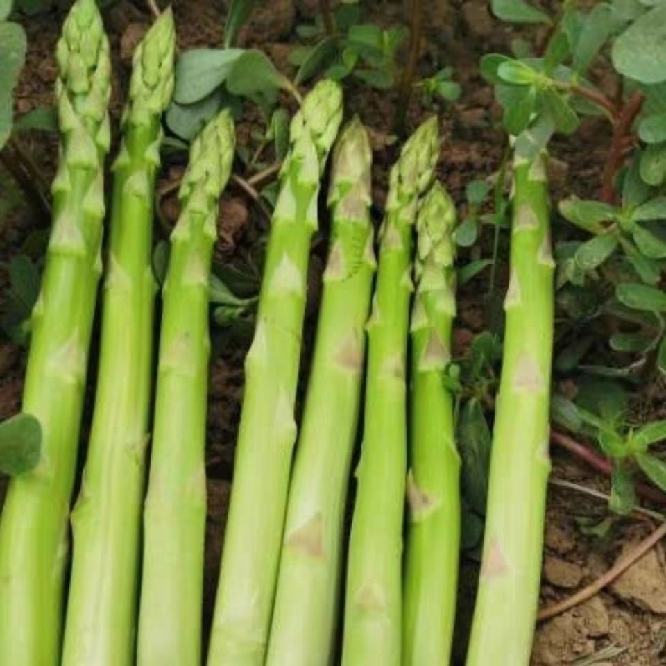 芦笋 新鲜芦笋 鲜芦笋春笋绿笋青笋龙须菜新鲜蔬菜 1斤新鲜青芦笋