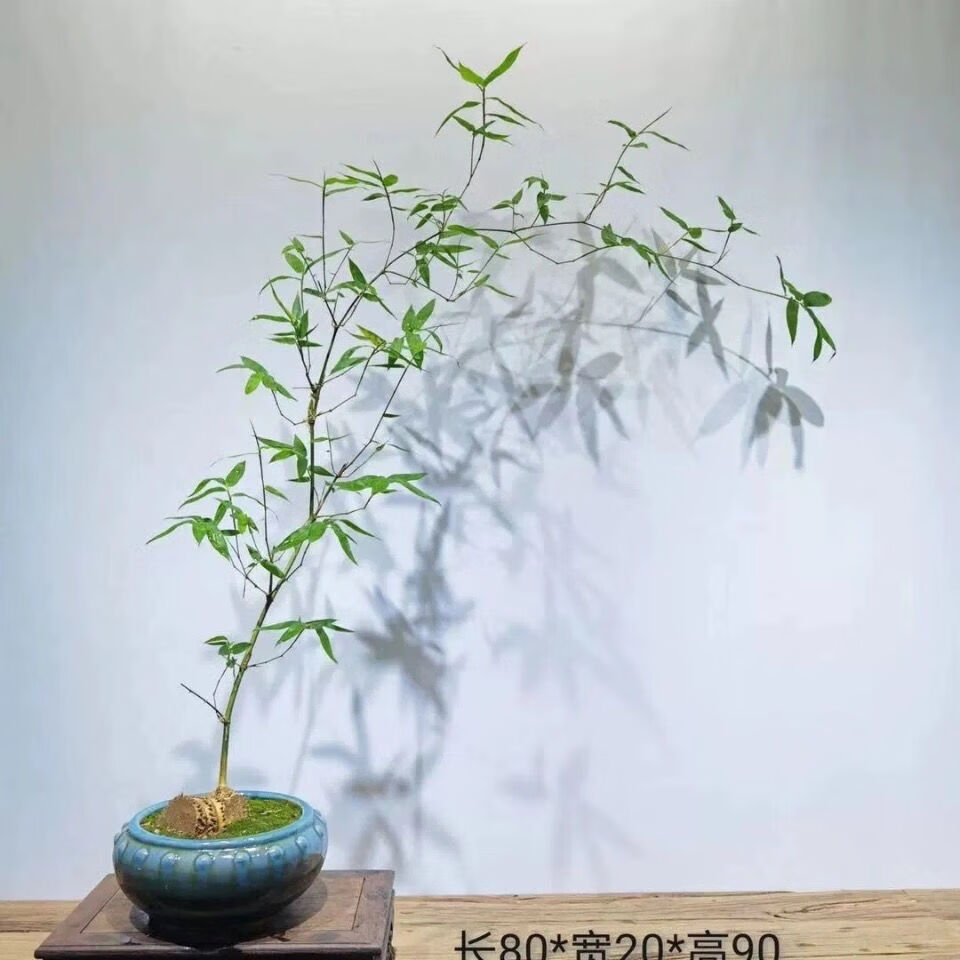 微观盆景野生稀有月亮湾小叶簕竹精品岭南米竹办公室内绿植盆栽观赏勒