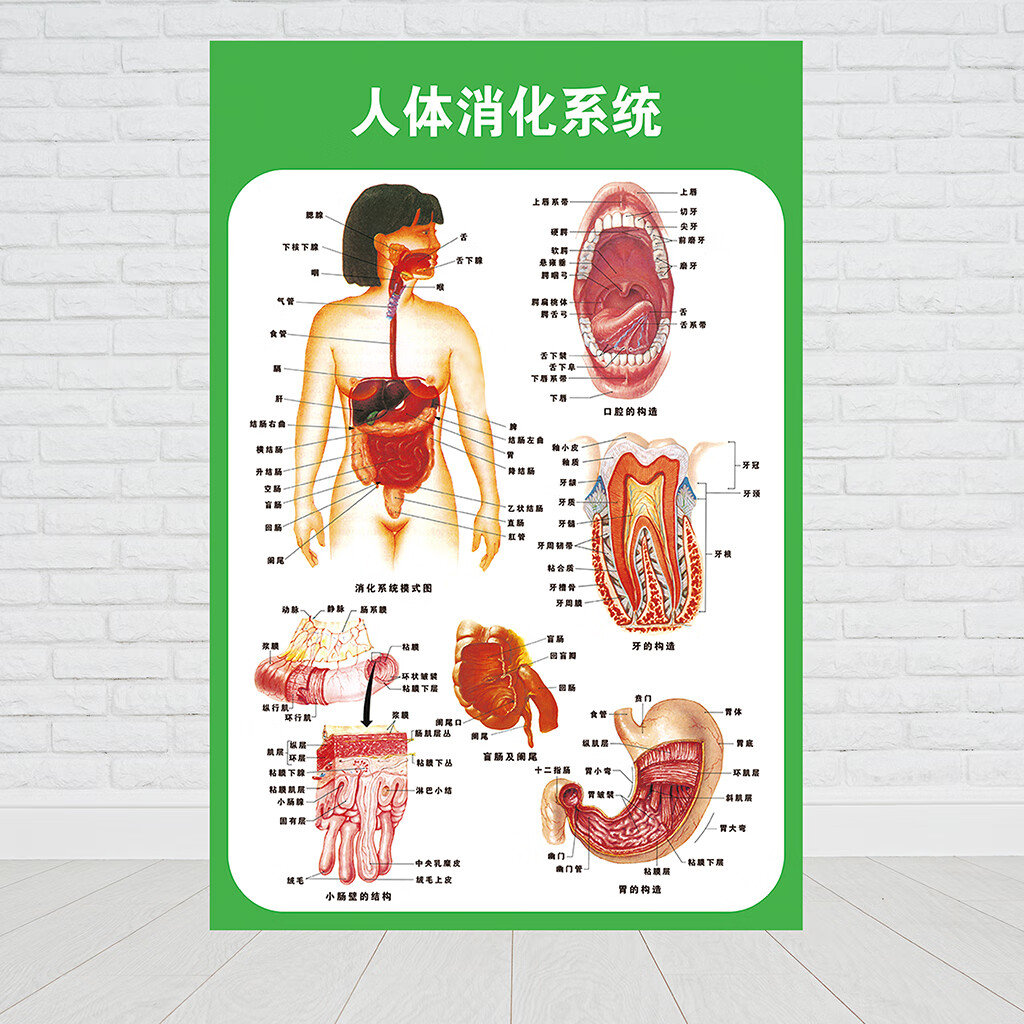 人体九大系统四大组织图片