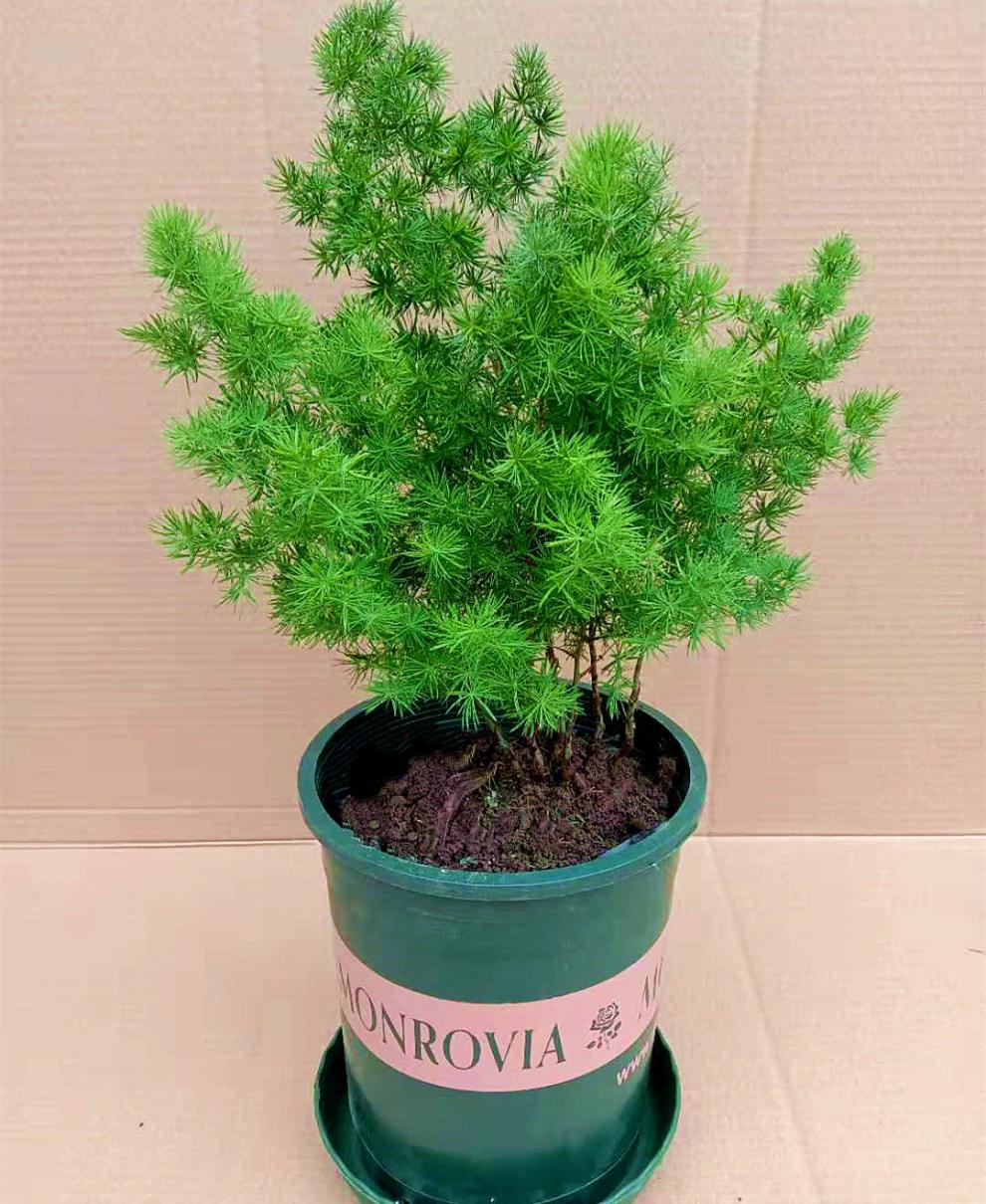 蓬莱松盆栽好养活植物室内花卉四季常青3年苗不含盆蓬莱松34分支含盆